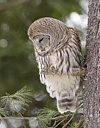 The Curious Owl Photograph by John Vose