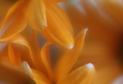 The Dance of the Petals Photograph by Mary Lou Chmura