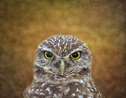 The Eyes Say It All Photograph by Kim Hojnacki The Eyes Say It All Photograph by Kim Hojnacki