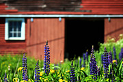 The Farm Photograph by Brenda Giasson