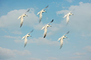 The Flight Photograph by Kim Hojnacki The Flight Photograph by Kim Hojnacki