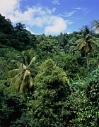 The Forests Of Grenada Photograph by Science Photo Library