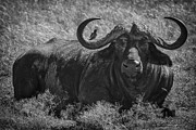 The General Photograph by Andy Bitterer