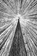 The Giant Photograph by Francois Casanova