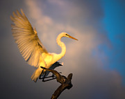 The Golden Egret Photograph by Mark Andrew Thomas The Golden Egret Photograph by Mark Andrew Thomas