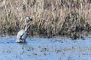 The Great Catch Photograph by Mary Lou Chmura