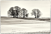 The Guardians Photograph by Mark Egerton
