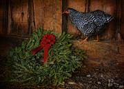 The Holiday Hen Photograph by Robin-Lee Vieira