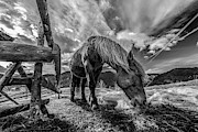 The Horse Photograph by Faris