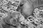 The Horse Whisperer Photograph by Allan Van Gasbeck