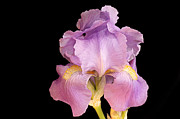 The Iris In All Her Glory Photograph by Andee Design