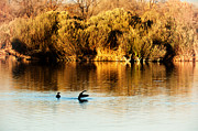 The Landing Photograph by Mary Lee Dereske