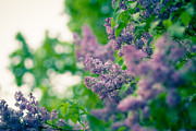 The Lilac Photograph by Andreas Levi