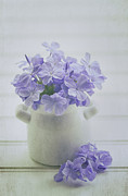 The Little White Pot Photograph by Kim Hojnacki The Little White Pot Photograph by Kim Hojnacki