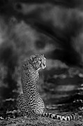 The Look Back Photograph by Jaco Marx