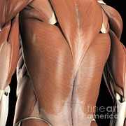 The Muscles Of The Back Photograph by Science Picture Co