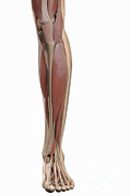 The Muscles Of The Lower Leg Photograph by Science Picture Co The Muscles Of The Lower Leg Photograph by Science Picture Co