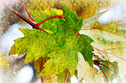 The Mysterious Leaf Abstract Photograph by Andee Design
