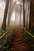 The pathway Photograph by Jorge Maia The pathway Photograph by Jorge Maia
