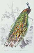The Peacock Painting by A Fournier The Peacock Painting by A Fournier