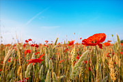 Summer poetry Photograph by Hannes Cmarits