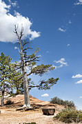 Tree on the Edge of Eternity Photograph by Brenda Kean