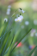 The Snowflakes of Summer Photograph by Theo OConnor