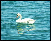 The Swan Photograph by Shawn Dall