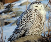 The Watcher Photograph by Marcia Lee Jones