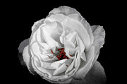 The White Rose Photograph by Ken Johnson