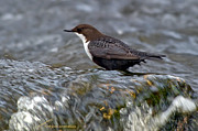 The White-throated Dipper Photograph by Torbjorn Swenelius