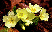 Then it was Spring 2 Photograph by Charles Lupica