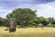 This is Africa Photograph by Jennifer Ludlum