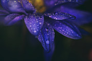 Those Tears You Cry Photograph by Laurie Search