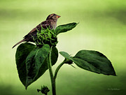 Thoughtful Sparrow Photograph by Lucy VanSwearingen