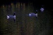 Three Geese On The Little River Photograph by Linda Shafer