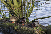 Three In A Row Photograph by Spikey Mouse Photography