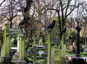 Three Ravens Photograph by Gia Marie Houck