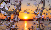 Tidal Basin Sunset with Cherry Blossoms Photograph by Jeff at JSJ Photography