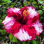 Tie-dyed Hybrid Hibiscus #hawaii #kauai Photograph by Brian Governale