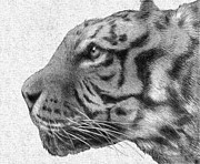Tiger Drawing by Eric Fan