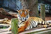 Tiger Portrait Photograph by Aimee L Maher ALM GALLERY