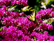 Tiger Swallowtail on Azalea Photograph by Susan Savad Tiger Swallowtail on Azalea Photograph by Susan Savad