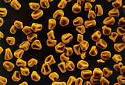 Timothy Grass Pollen Grains Photograph by Science Photo Library