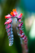 Tiny Beauty Photograph by Sebastian Musial Tiny Beauty Photograph by Sebastian Musial