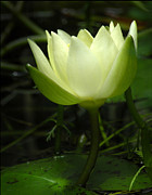 Tiny Water Lily Photograph by Deborah Smith