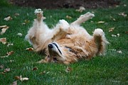 To Be A Dog Photograph by Veronica Batterson