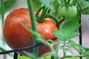 Tomato Tomoto Photograph by PJQandFriends Photography