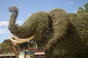 Topiary Elephant Photograph by Brenda Kean