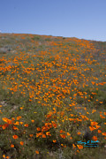 Torrey Smith A Stream of Poppies IMG 3332 Photograph by Torrey E Smith